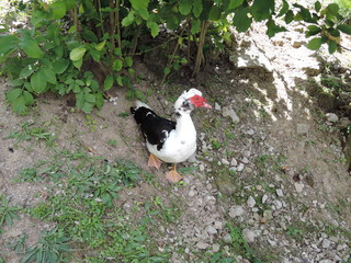 White Goose with Red Face in nature