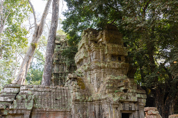 Roots of a giant tree threaten to ruin and take over the Unesco World Heritage site of Ankor Thom,...