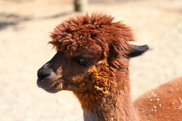 Obraz premium Alpaka
