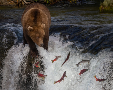 Alaska Brown Bear Brooks Falls feeding