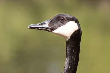 Canada Goose (in german Kanadagans, Branta canadensis)