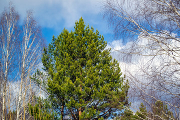 a fluffy green pine tree against a blue sky