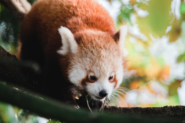 Wildlife photography