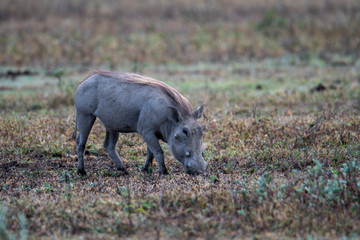 common Warthog (Phacochoerus africanus) as PumbaaNgorongoro National Park, Tanzania
