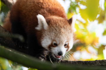 Wildlife photography