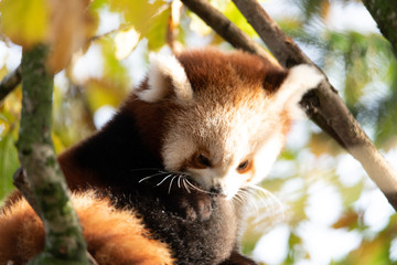 Wildlife photography