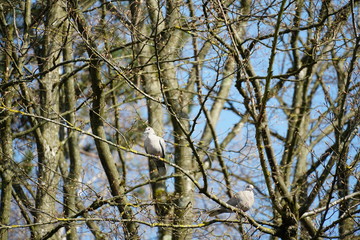 Two white doves with red eyes sitting in a tree crown in early spring when the trees do not have leaves yet, just the buds