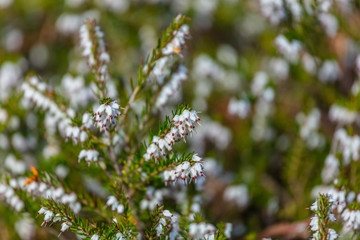 Erica white perfection in spring. Kubota Garden, Seattle, WA, USA