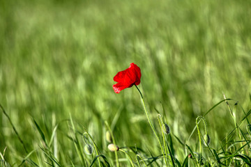 Beautiful poppy flowers..  Papaver rhoeas