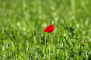 Beautiful poppy flowers..  Papaver rhoeas