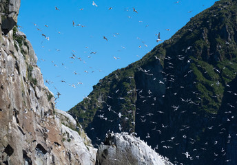 Whirling flock of seagulls flying over rocky point