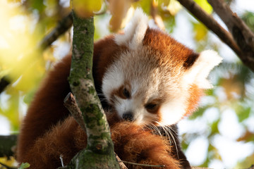 Wildlife photography