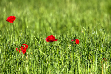 Beautiful poppy flowers..  Papaver rhoeas