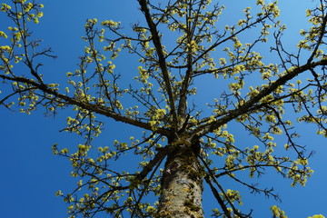 a young tree in the spring with buds and tender new leaves, upward view to the crown of the tree against clear blue sky