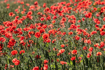 Beautiful poppy flowers..  Papaver rhoeas