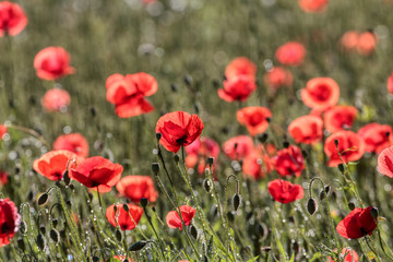 Fototapeta na wymiar Beautiful poppy flowers.. Papaver rhoeas