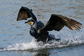 Great cormorant (Phalacrocorax carbo) in its natural habitat in Denmark