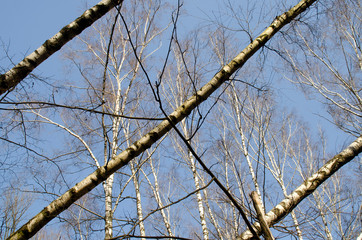 Three littered birches against a blue sky. Forest after a strong hurricane.
