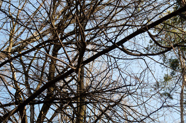 Branches of fallen trees against the sky. Forest after a hurricane.