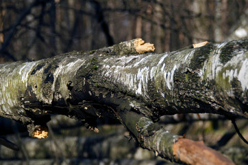 Trunk of a blocked birch close-up. Forest after a strong hurricane.