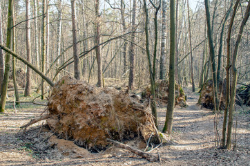 Forest after a strong hurricane. Fallen trees uprooted from the ground.