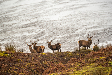 Scottish red deer on the snowy surrounding, Highlands, Scotland