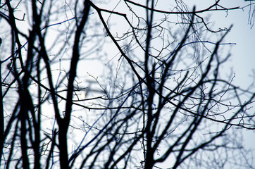 Branches without leaves against a dark sky. Forest landscape.