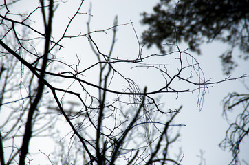 Branches without leaves against a dark sky. Forest landscape.