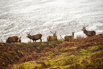 Scottish red deer on the snowy surrounding, Highlands, Scotland
