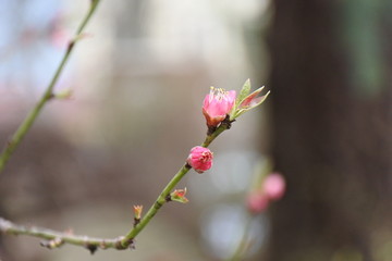 Auf Dich ist Verlass - Pfirsichblüte