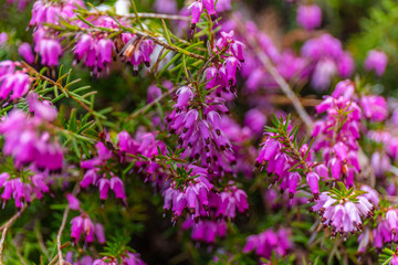 Fototapeta premium Pink Erica in spring. Kubota Garden, Seattle, WA, USA
