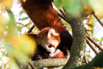 Wildlife photography