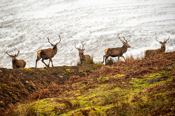 Scottish red deer on the snowy surrounding, Highlands, Scotland