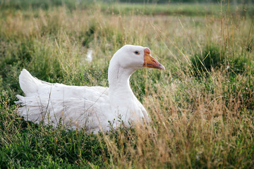 Domestic goose on the grass, village life.