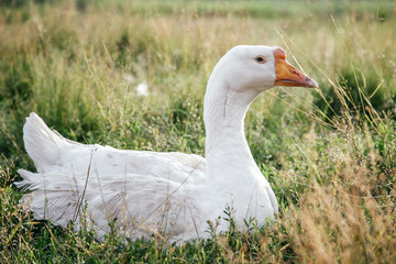 Domestic goose on the grass, village life.