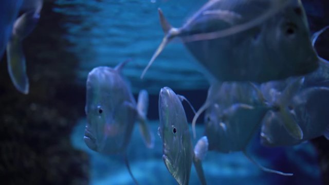 Selena vomer,shoal of fish swimming under water, close-up
