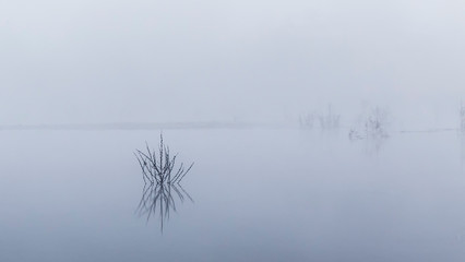 branches in the fog