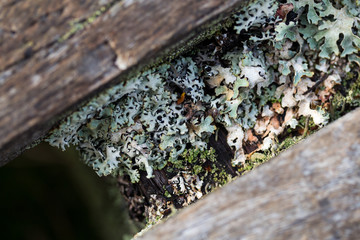 Flechten zwischen Holzplanken