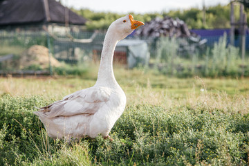 Domestic goose on the grass, village life.