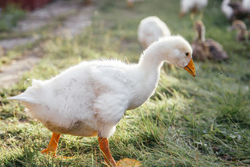 Young geese in the backyard. Village life. Agricultural industry.
