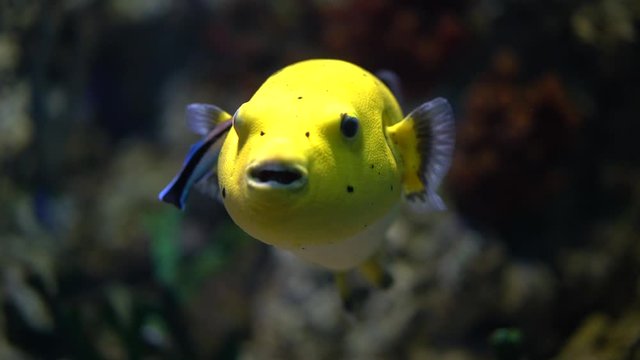 Large yellow fish (Arothron nigropunctatus) with coral reefs floating in the water, aquarium, close-up