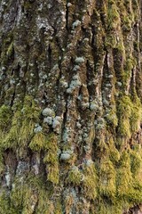 Background of oak bark covered with moss