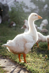 Young geese in the backyard. Village life. Agricultural industry.
