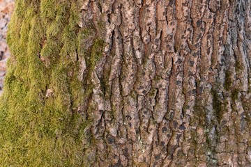 Background of oak bark covered with moss