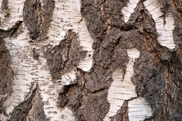 Background from birch bark, white and gray