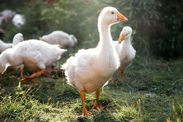 Young geese in the backyard. Village life. Agricultural industry.