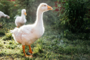 Young geese in the backyard. Village life. Agricultural industry.