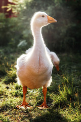 Young geese in the backyard. Village life. Agricultural industry.
