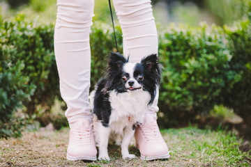 dog sitting at owners feet. Close up of chihuahua dog. Chihuahua dog guards the owner. Female legs and little funny long hair dog, black and white color in the park. theme friendship man and animal