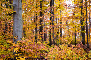 Herbstwald